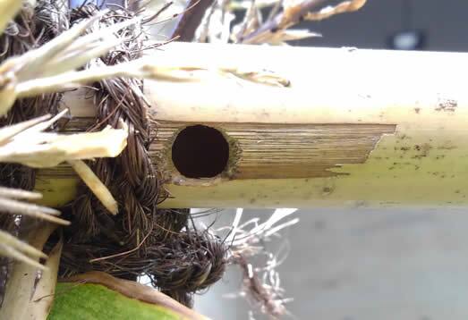 クマバチの巣駆除竹垣
